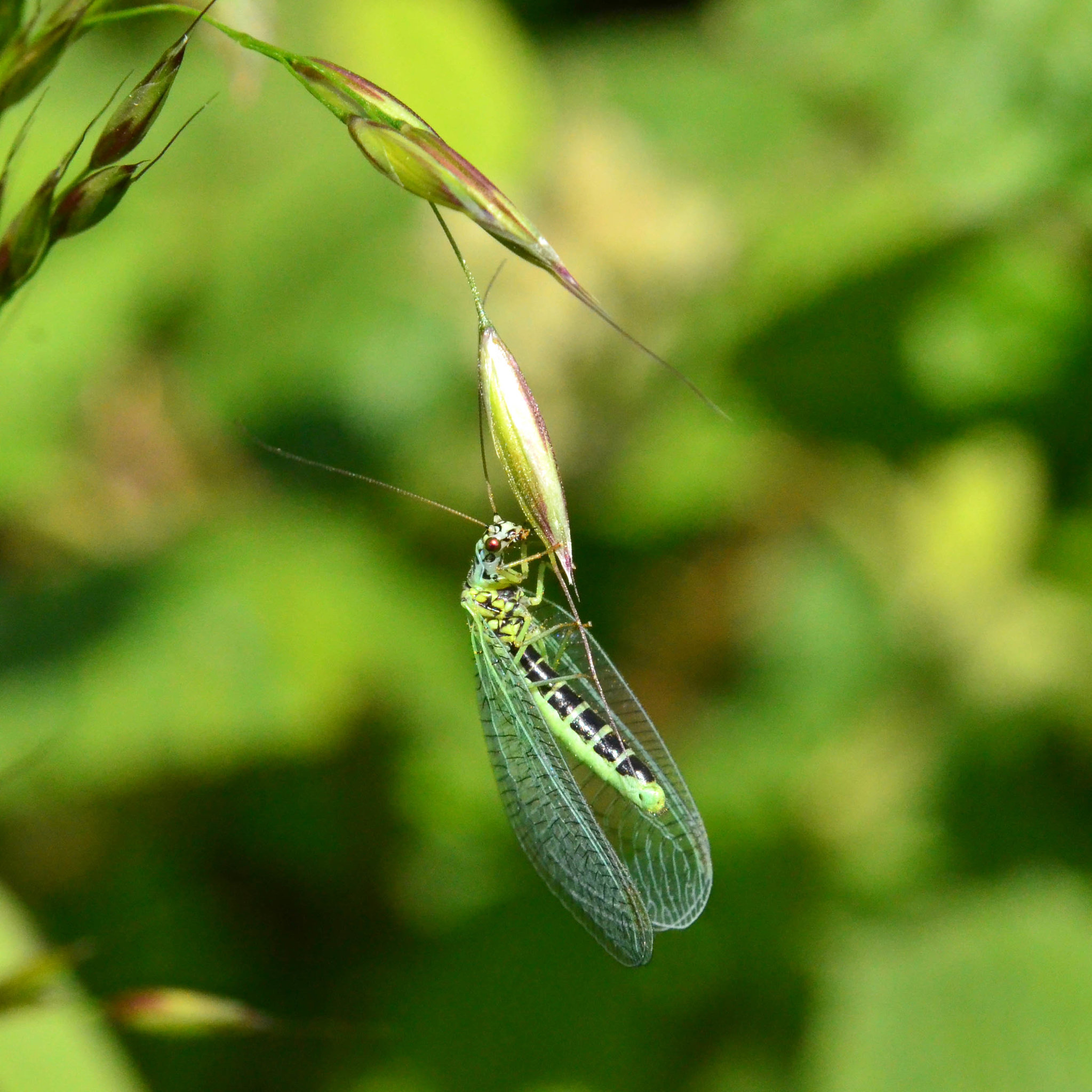 2014_06_12_thurs_086b_lacewing