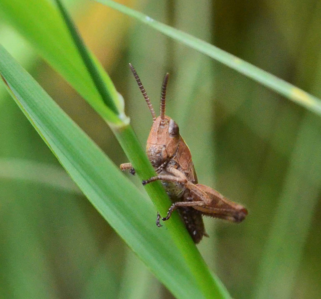 Common Field Grasshopper - Chorthippus brunneus ?