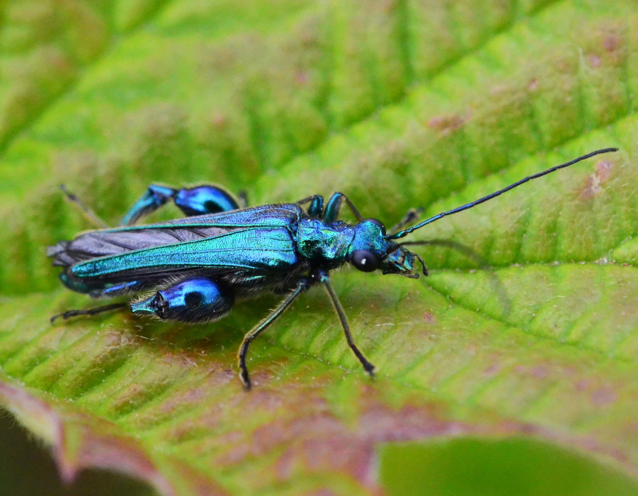 Fat Legged Flower Beetle Oedemera nobilis - male