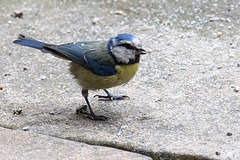 20140515 3253VRAw [D~LIP] Blaumeise (Cyanistes caeruleus), Bad Salzuflen