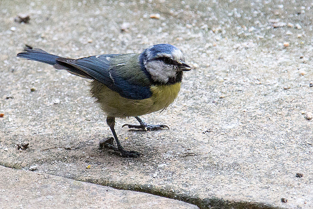 20140515 3253VRAw [D~LIP] Blaumeise (Cyanistes caeruleus), Bad Salzuflen