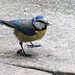 20140515 3253VRAw [D~LIP] Blaumeise (Cyanistes caeruleus), Bad Salzuflen