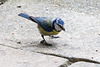 20140515 3251VRAw [D~LIP] Blaumeise (Cyanistes caeruleus), Bad Salzuflen