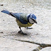 20140515 3251VRAw [D~LIP] Blaumeise (Cyanistes caeruleus), Bad Salzuflen