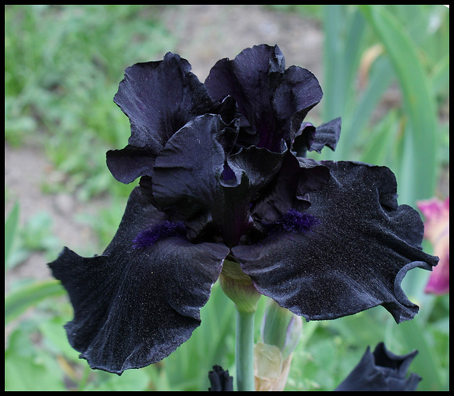 Iris Anvil of Darkness