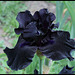 Iris Anvil of Darkness