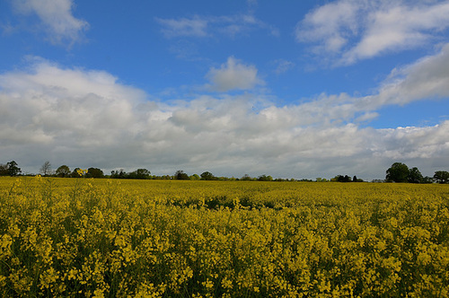 Fields near Brewood