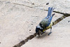 20140515 3248VRAw [D~LIP] Blaumeise (Cyanistes caeruleus), Bad Salzuflen