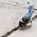 20140515 3248VRAw [D~LIP] Blaumeise (Cyanistes caeruleus), Bad Salzuflen