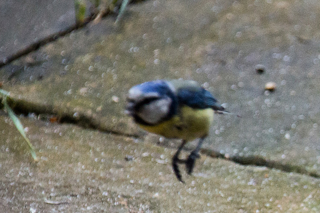 20140515 3247VRAw [D~LIP] Blaumeise (Cyanistes caeruleus), Bad Salzuflen