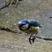 20140515 3247VRAw [D~LIP] Blaumeise (Cyanistes caeruleus), Bad Salzuflen