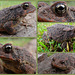 Mr Toad Collage