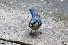 20140515 3245VRAw [D~LIP] Blaumeise (Cyanistes caeruleus), Bad Salzuflen