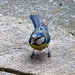 20140515 3245VRAw [D~LIP] Blaumeise (Cyanistes caeruleus), Bad Salzuflen