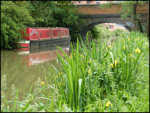 canalside iris at Walton Well