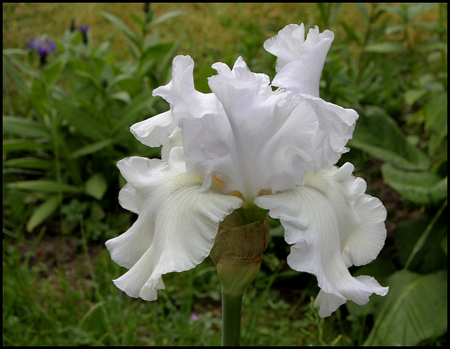 Iris blanc