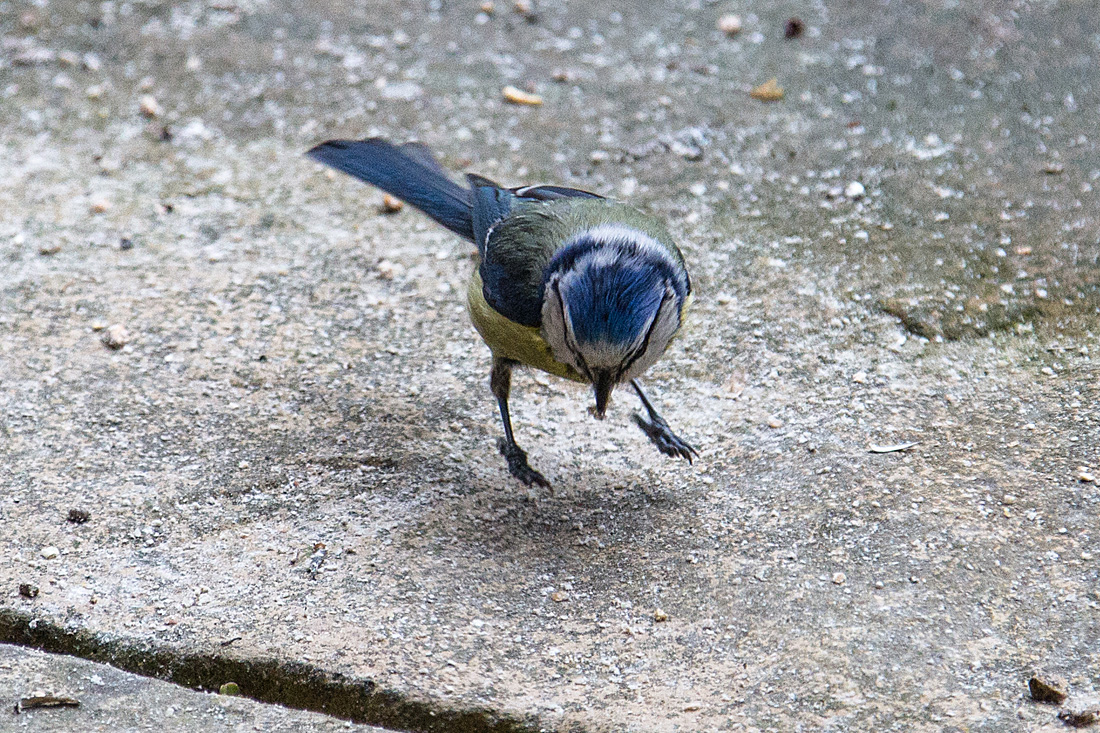 20140515 3244VRAw [D~LIP] Blaumeise (Cyanistes caeruleus) schwebend, Bad Salzuflen