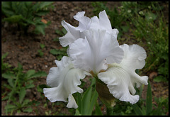 Iris blanc (2)