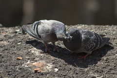 Pigeons