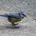 20140515 3243VRAw [D~LIP] Blaumeise (Cyanistes caeruleus), Bad Salzuflen