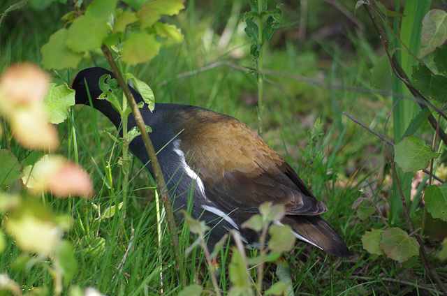 Parc aux oiseaux Villard les Dombes