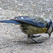 20140515 3242VRAw [D~LIP] Blaumeise (Cyanistes caeruleus), Bad Salzuflen