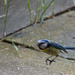 20140515 3237VRAw [D~LIP] Blaumeise (Cyanistes caeruleus), Bad Salzuflen