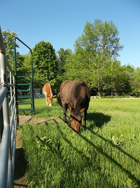 first day on pasture, 2014