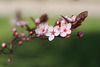 Pink Blossoms