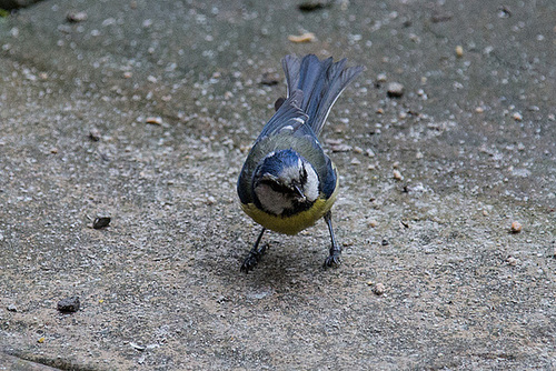 20140515 3235VRAw [D~LIP] Blaumeise (Cyanistes caeruleus), Bad Salzuflen