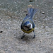 20140515 3235VRAw [D~LIP] Blaumeise (Cyanistes caeruleus), Bad Salzuflen