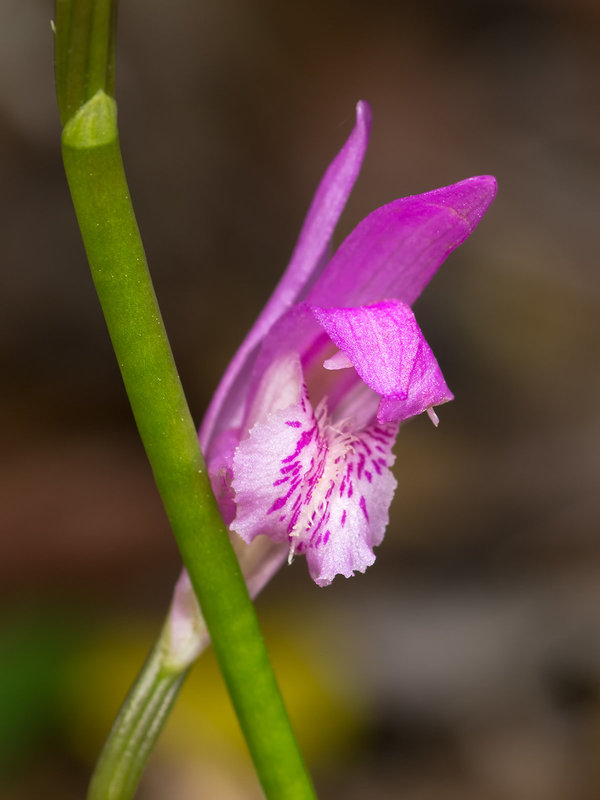 Arethusa bulbosa (Swamp Pink or Dragon's Mouth orchid)