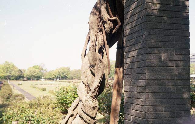 Trunk of wisteria