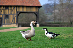 Les animaux de la ferme du château