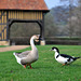 Les animaux de la ferme du château