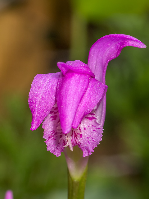 Arethusa bulbosa (Swamp Pink or Dragon's Mouth orchid)