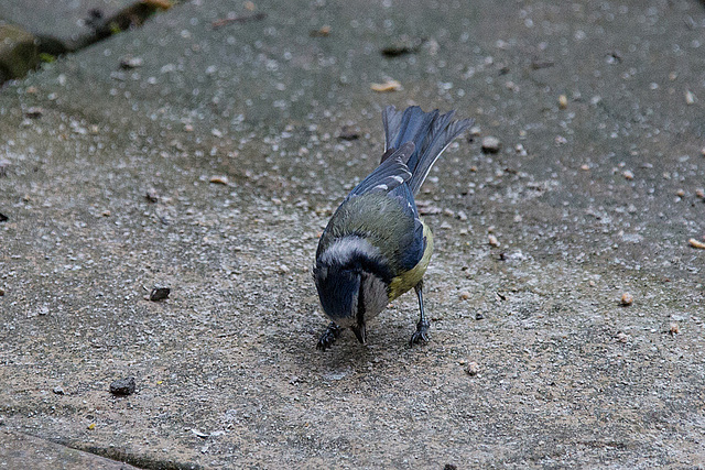 20140515 3234VRAw [D~LIP] Blaumeise (Cyanistes caeruleus), Bad Salzuflen