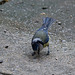 20140515 3234VRAw [D~LIP] Blaumeise (Cyanistes caeruleus), Bad Salzuflen