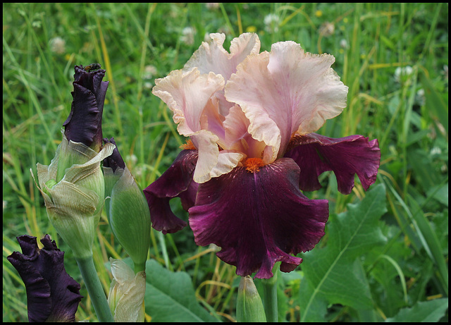 Iris Color Splash (3)