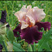 Iris Color Splash (3)