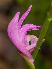 Arethusa bulbosa (Swamp Pink or Dragon's Mouth orchid)