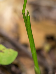 Arethusa bulbosa (Swamp Pink or Dragon's Mouth orchid)