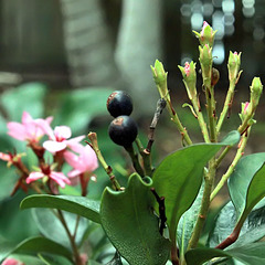 Black with Flowers