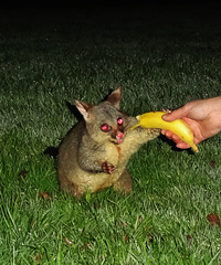 possums in the park