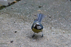 20140515 3233VRAw [D~LIP] Blaumeise (Cyanistes caeruleus), Bad Salzuflen