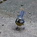 20140515 3233VRAw [D~LIP] Blaumeise (Cyanistes caeruleus), Bad Salzuflen