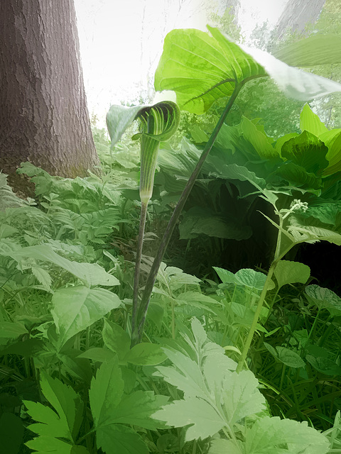 Jack-in-the-pulpit