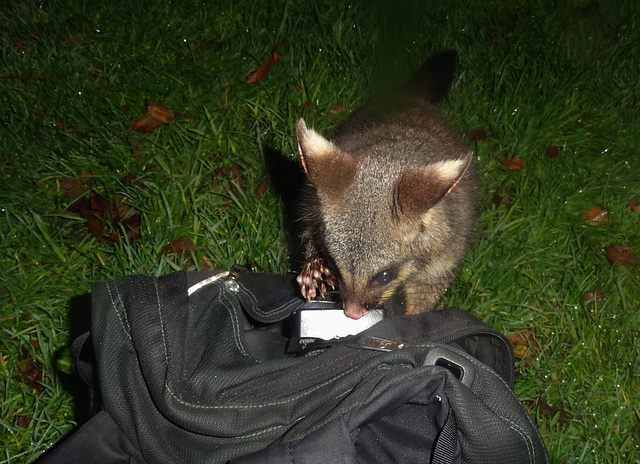 possums in the park