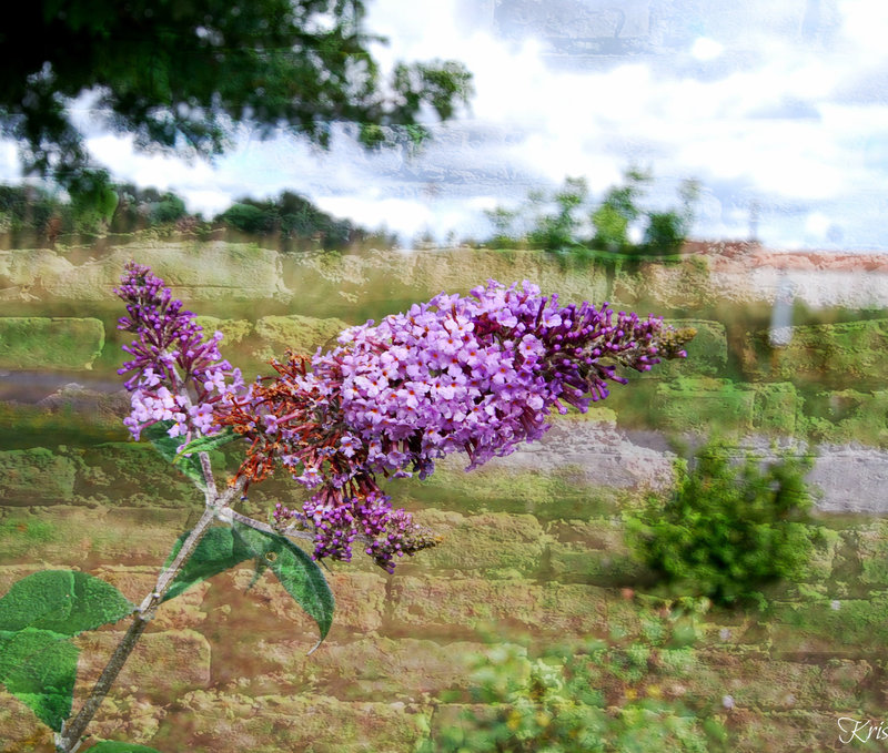 Comme une fleur ....