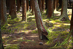 wood_walk